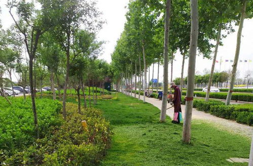 牡丹区园林助力创城,对城区绿化进行科学养护 精修细剪